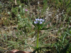 Asperula arvensis