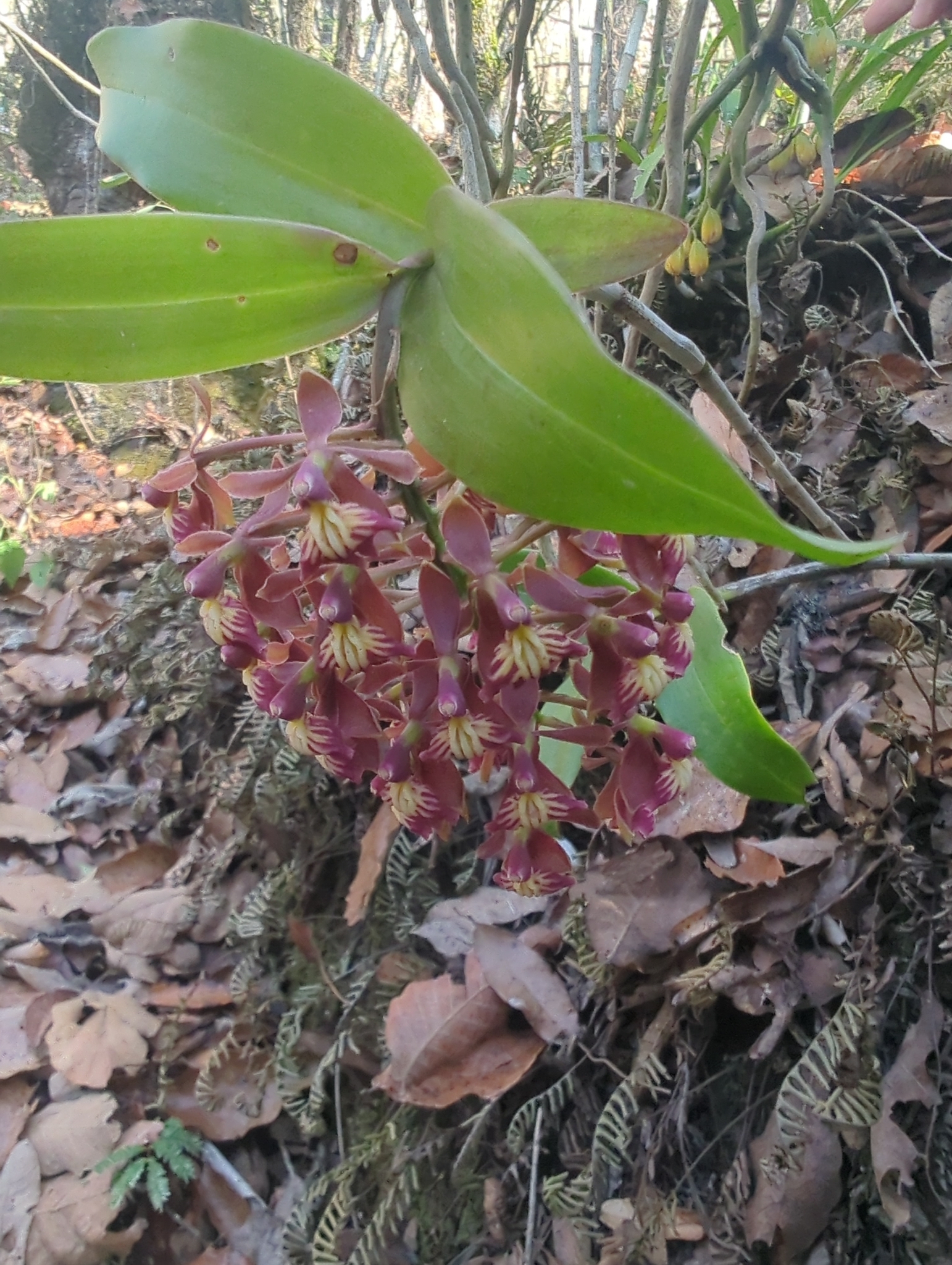 Epidendrum radioferens (Ames, F.T.Hubb. & C.Schweinf.) Hágsater 3