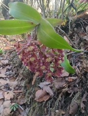 Epidendrum radioferens, photograph (c) mbigerna, some rights reserved (CC BY)