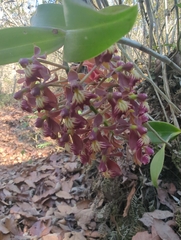 Epidendrum radioferens, photograph (c) mbigerna, some rights reserved (CC BY)