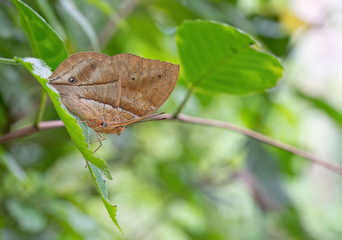 African leaf butterfly