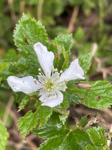 sand blackberry (Rubus cuneifolius)