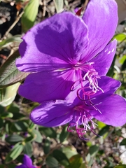 Tibouchina