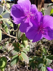 Tibouchina