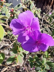 Tibouchina