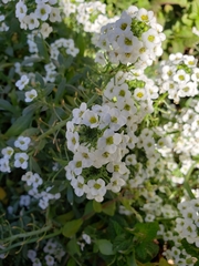Lobularia maritima