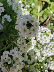 Lobularia maritima