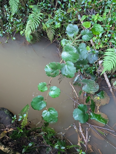 Rubus sieboldii observed 2026-02-23