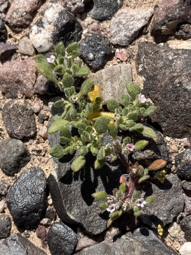 Eggleaf fiddleleaf (Nama pusilla)