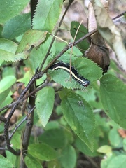 Acronicta radcliffei