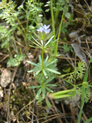 Asperula arvensis