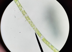 Rhizoclonium
