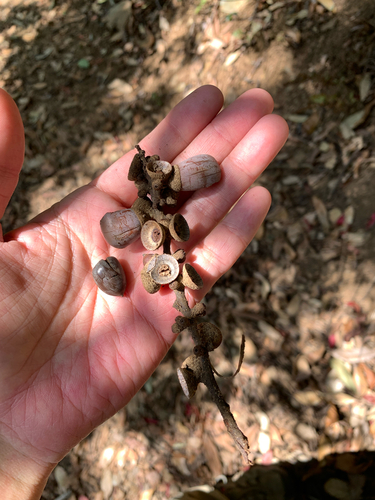 Japanese blue oak (Lithocarpus glaber)