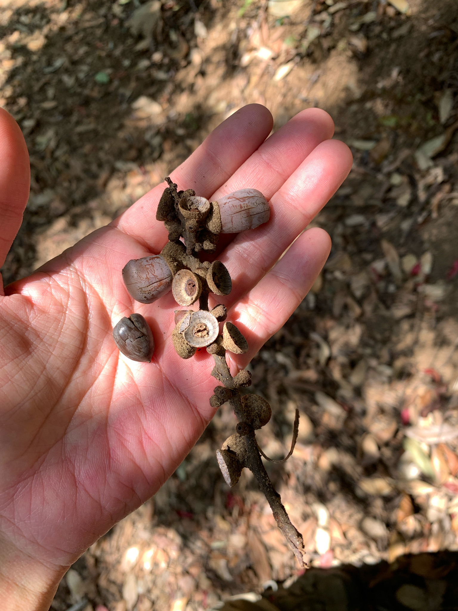 Japanese Blue Oak (Lithocarpus glaber)