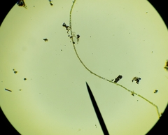 Rhizoclonium