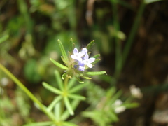 Asperula arvensis