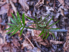 Cardamine heptaphylla