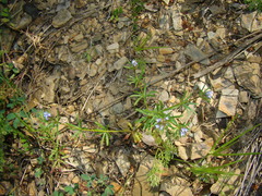 Asperula arvensis