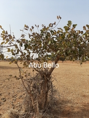 Vitex negundo negundo