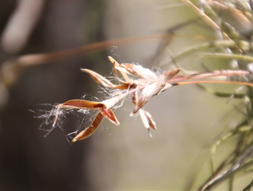 Tillandsia recurvata