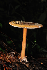 Amanita guzmanii