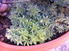 Sedum lineare