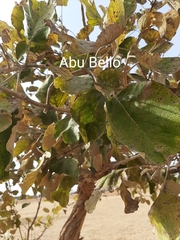 Vitex negundo negundo