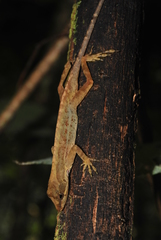 Anolis quercorum