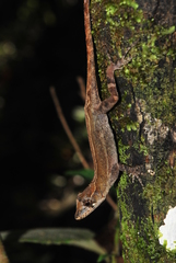 Anolis quercorum