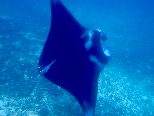 Mobula alfredi