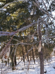 Acer pensylvanicum