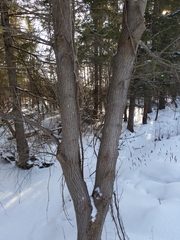 Acer pensylvanicum