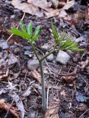 Cardamine heptaphylla