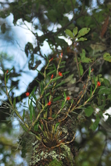 Scaphyglottis imbricata