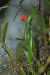 Scaphyglottis imbricata