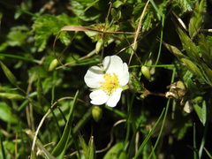 Drymocallis corsica
