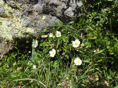 Drymocallis corsica, photograph 1