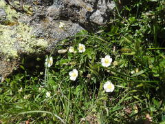 Drymocallis corsica, photograph (c) Yves Bas, some rights reserved (CC BY)
