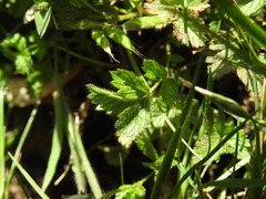 Drymocallis corsica, photograph (c) Yves Bas, some rights reserved (CC BY)