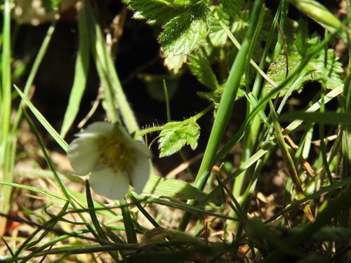Drymocallis corsica, photograph 2