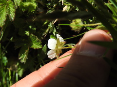 Drymocallis corsica, photograph (c) Yves Bas, some rights reserved (CC BY)