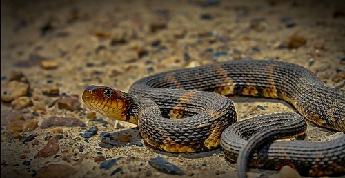 Broad-banded Watersnake