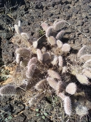 Opuntia trichophora