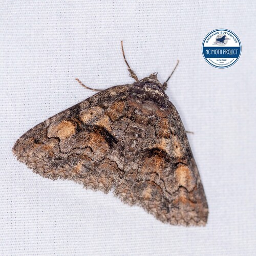 Bethune's Zale Moth photo 3