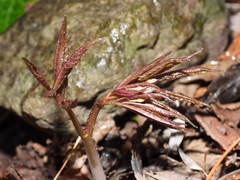 Cardamine heptaphylla