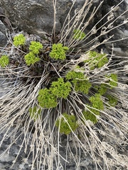 Lomatium parryi
