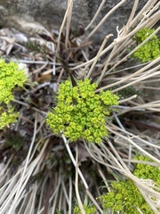 Lomatium parryi