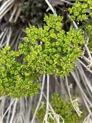 Lomatium parryi