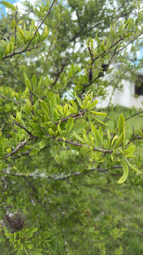Schinus longifolia