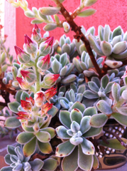 Echeveria pulvinata